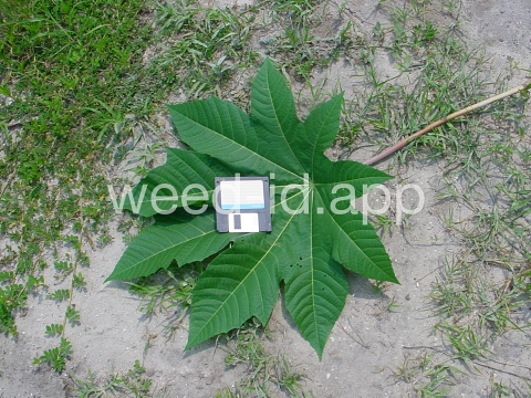 castorbean